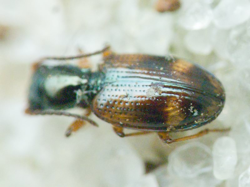 Bembidion (Trepanes) articulatum Panzer, 1796